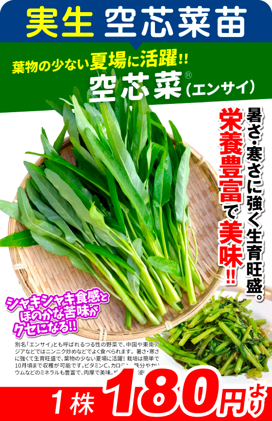 実生苗空芯菜