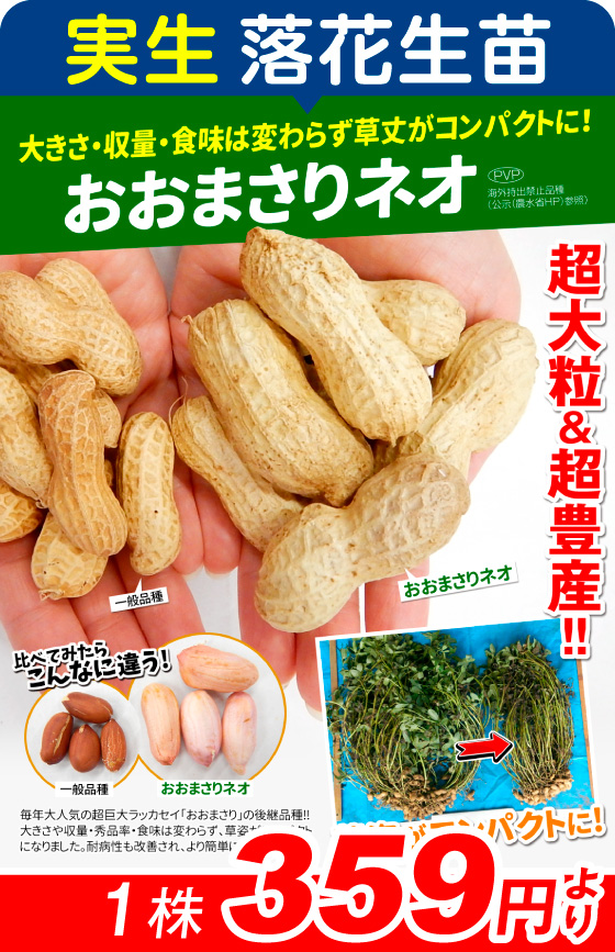 実生・おおまさりネオ