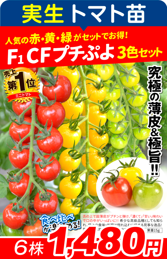 実生・F1ＣＦプチぷよ3色セット