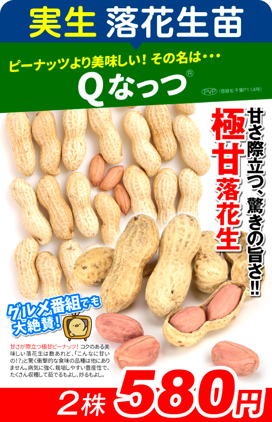 実生・Qなっつ2株