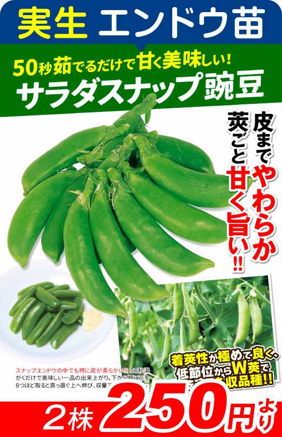 実生・サラダスナップ1株