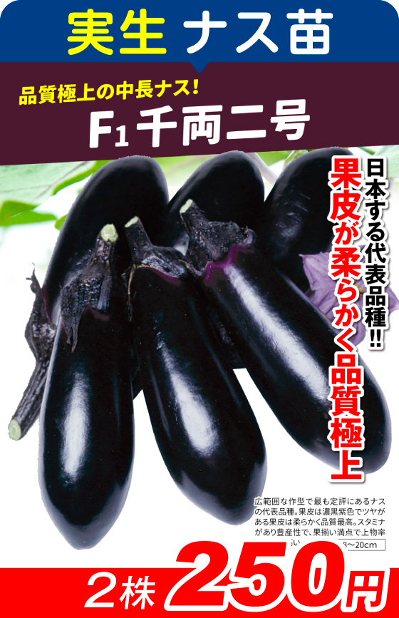 実生・F1千両二号2株