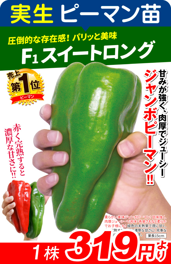 実生・F1スイートロング1株