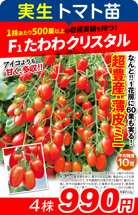 実生・F1たわわクリスタル4株