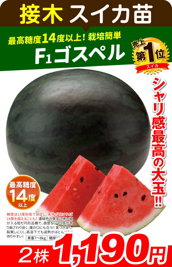 接木苗ゴスペル2株