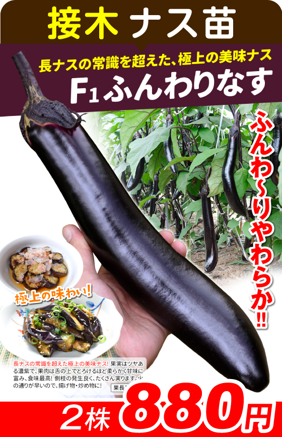 接木苗ふんわりなす2株