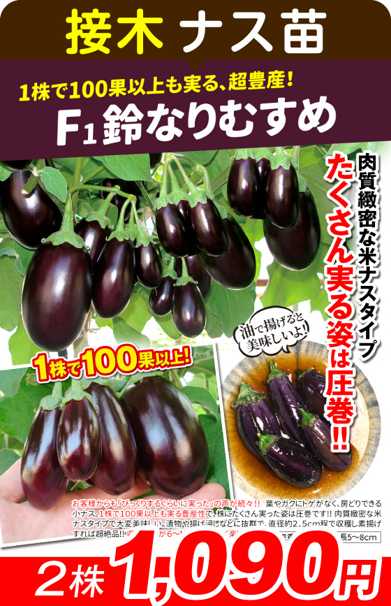 接木苗鈴なりむすめ2株