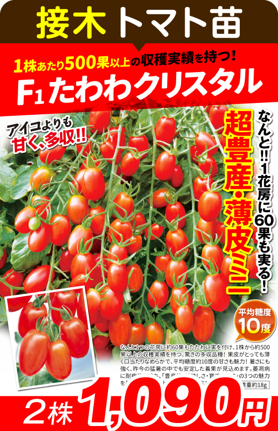 国華園オンラインショップ / 野菜苗（接木）