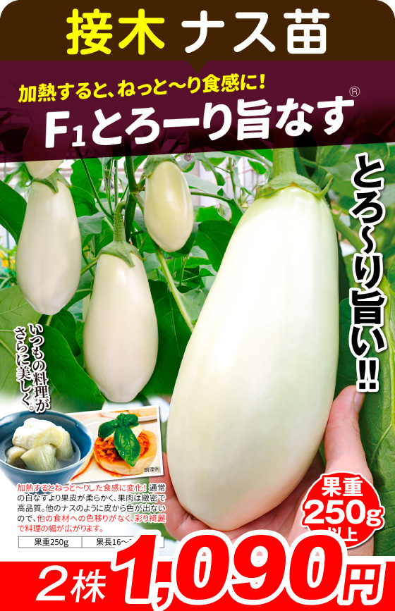 国華園オンラインショップ / 野菜苗（接木）