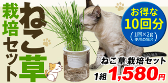 ねこ草