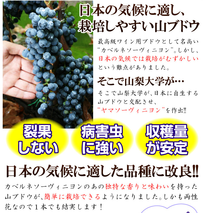 ヤマソーヴィニヨン02