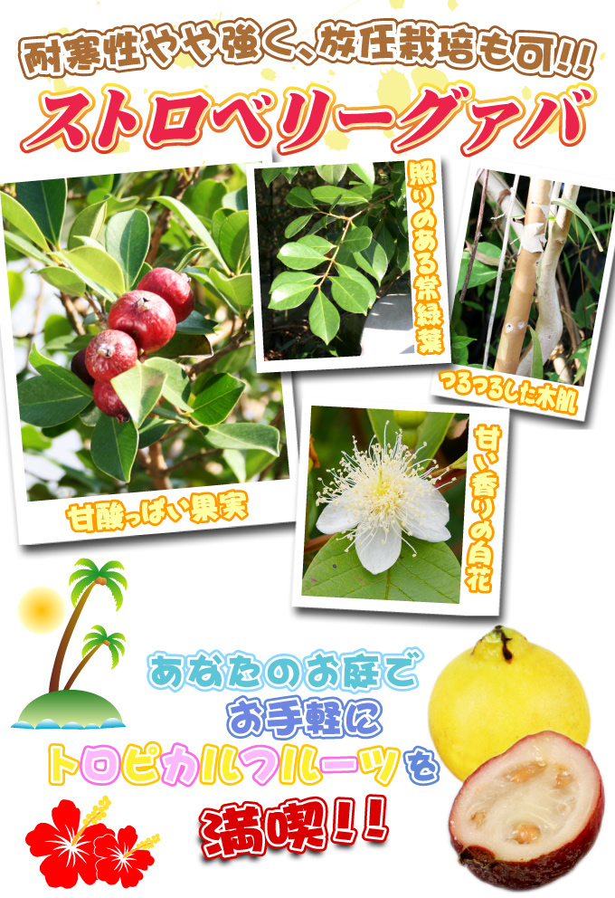 レッドストロベリーグァバ1