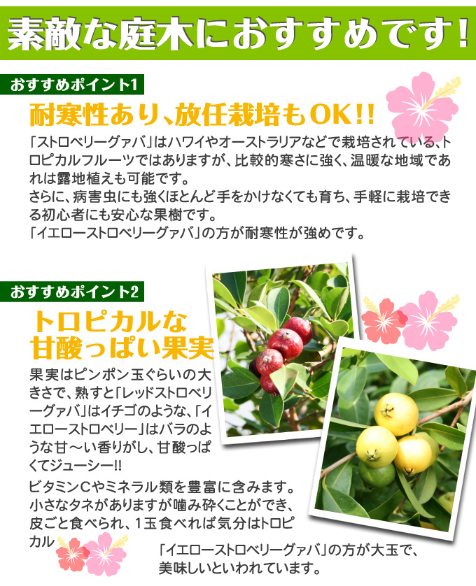 レッドストロベリーグァバ2