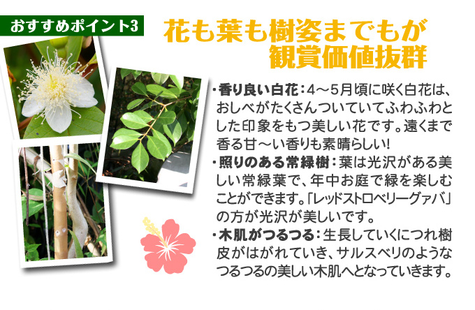 レッドストロベリーグァバ3