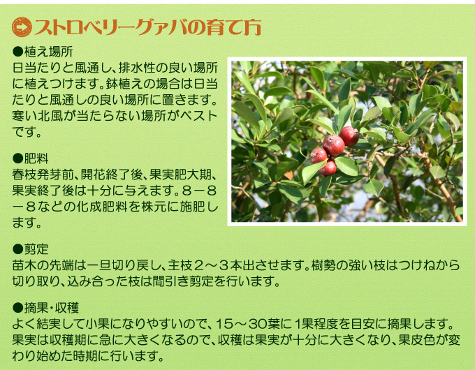 レッドストロベリーグァバ4