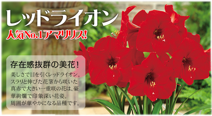 アマリリス レッドライオン