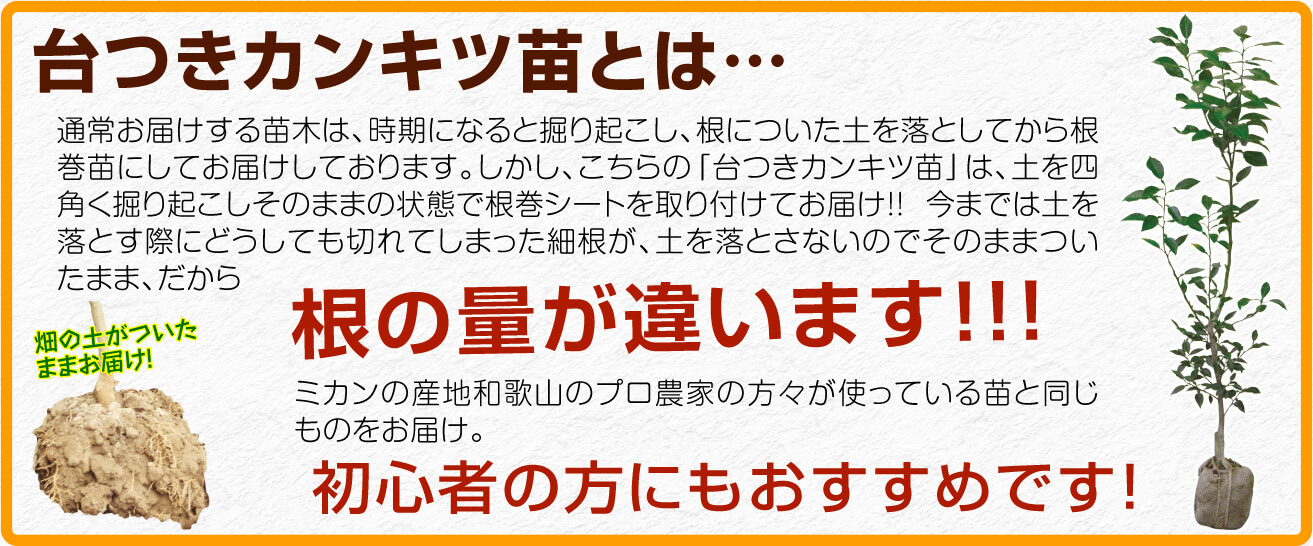 柑橘 台つき 苗木 蜜柑 2年生