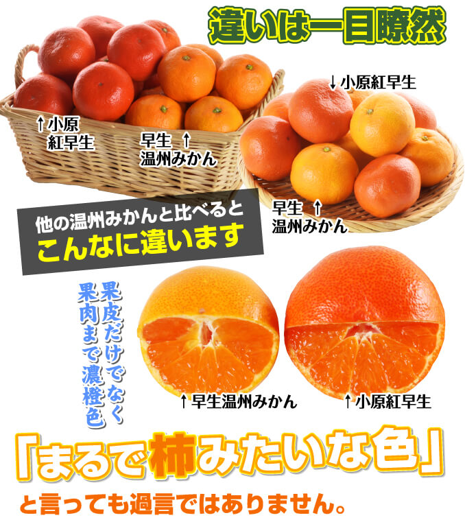 ミカン 苗木 小原紅早生 紅皮