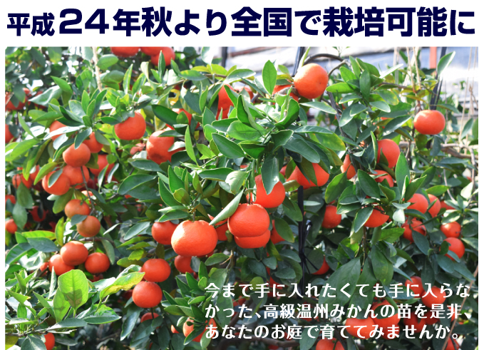 ミカン 苗木 小原紅早生 解禁