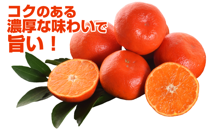 ミカン 苗木 小原紅早生 旨い