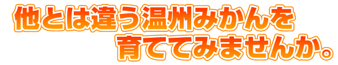 温州みかん 苗木 小原紅早生