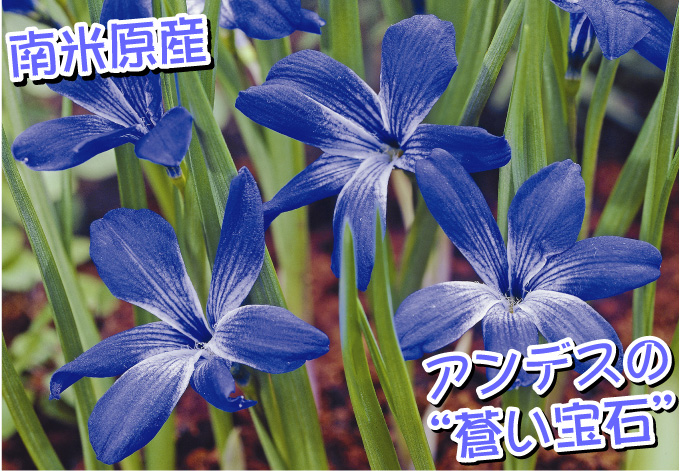 シアノクロッカス