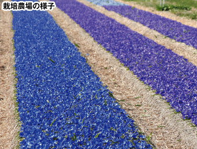 シアノクロッカス