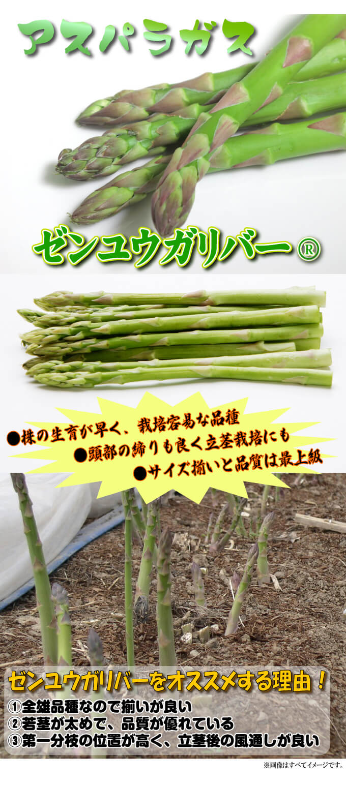 ゼンユウガリバーアスパラガス