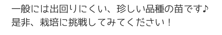 グリーンアップルゴーヤ