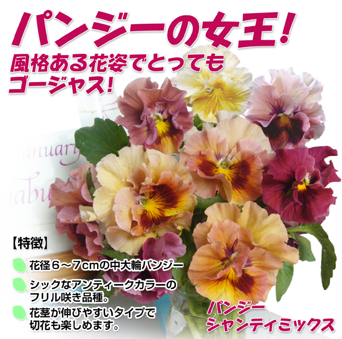 花苗 パンジー　シャンティミックス