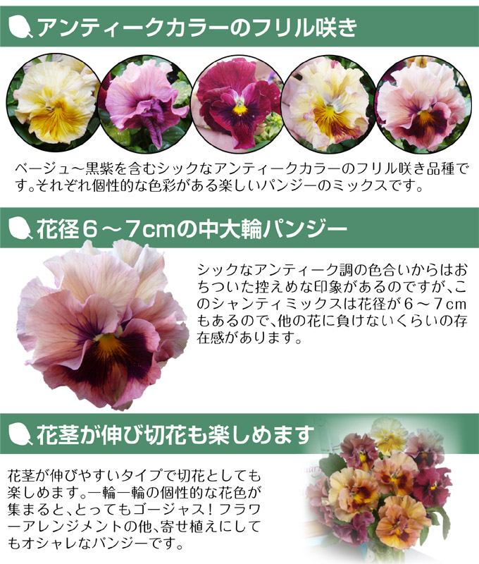 花苗 パンジー　シャンティミックス