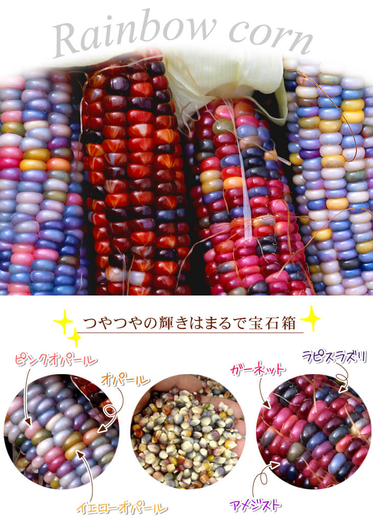 gj-corn03.jpg