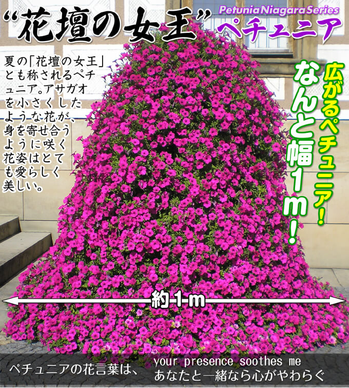 花苗　ペチュニア　ベルベットパープル