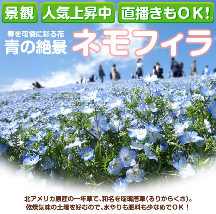 ネモフィラ 種