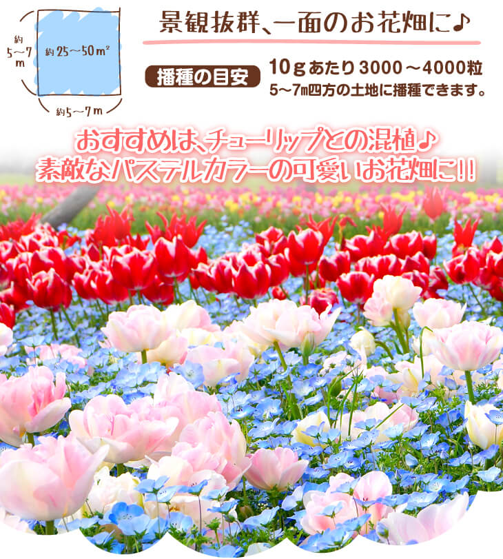 チューリップ 相性抜群