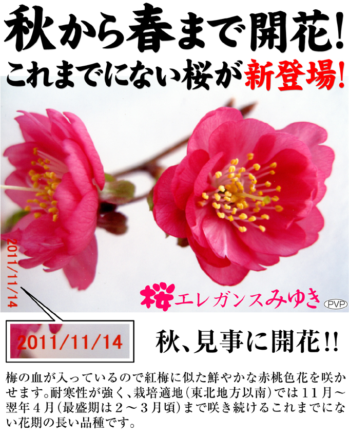 さくらエレガンスみゆき01
