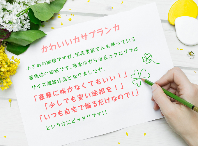 かわいいカサブランカ球根メモ