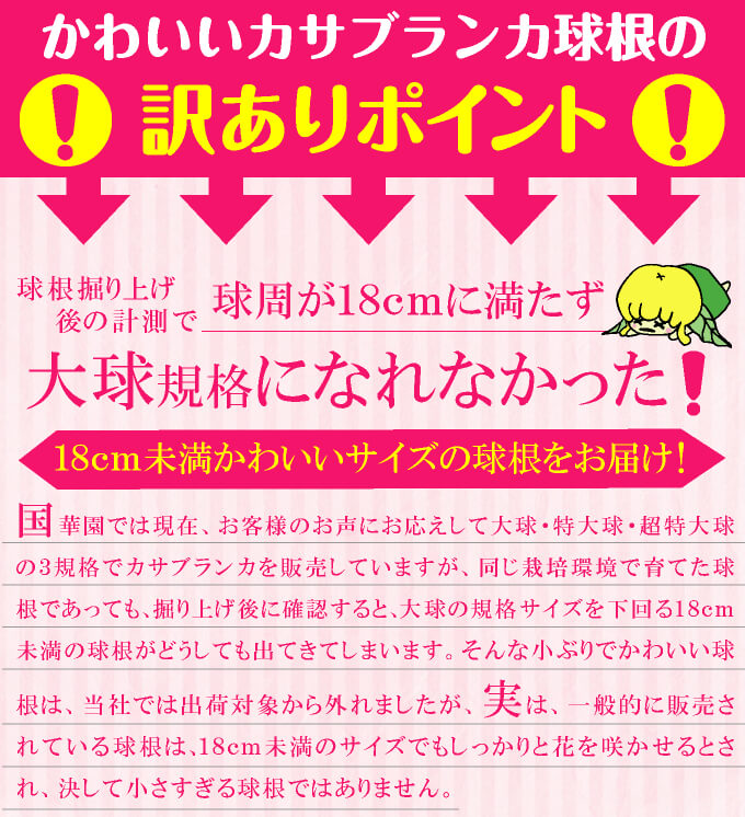 かわいいカサブランカ球根説明1