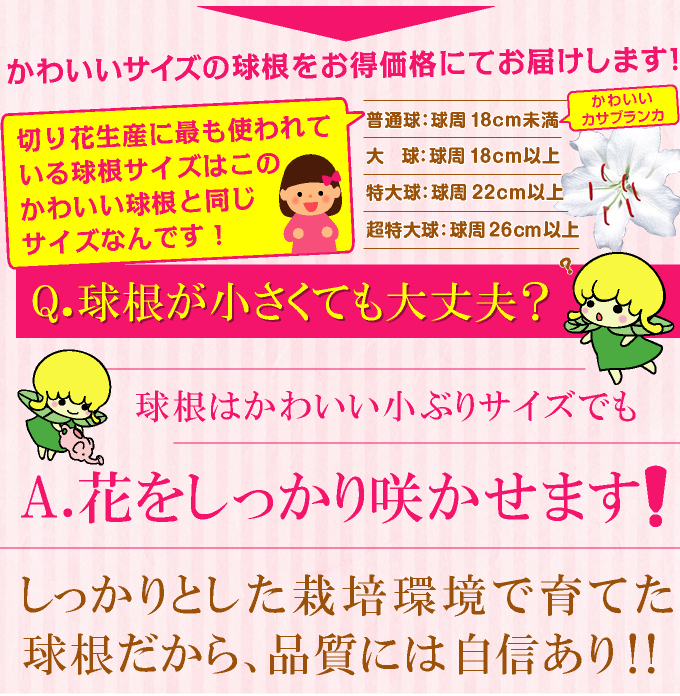 かわいいカサブランカ球根説明2