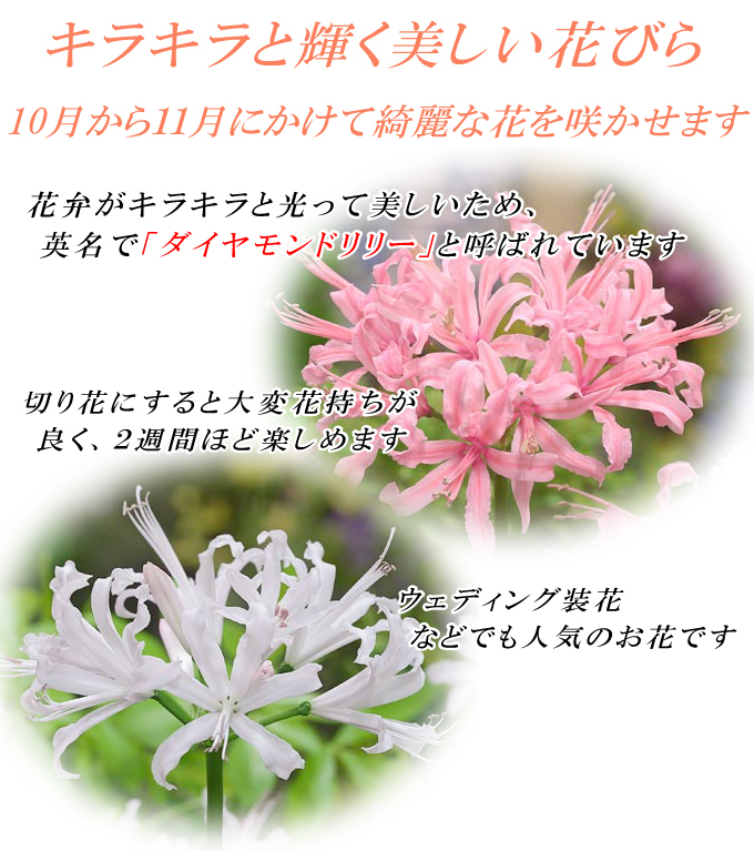 ダイヤモンドリリー2
