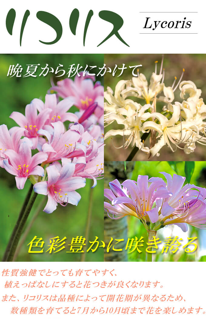 リコリス