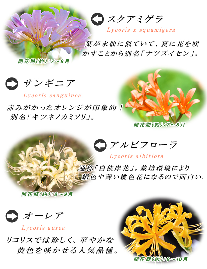 リコリス