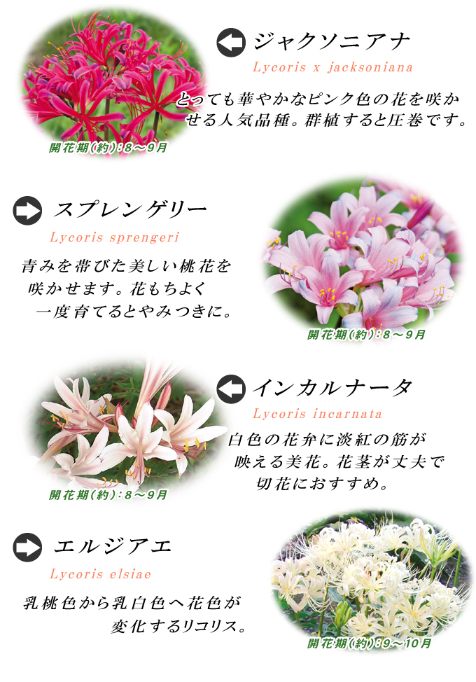 リコリス