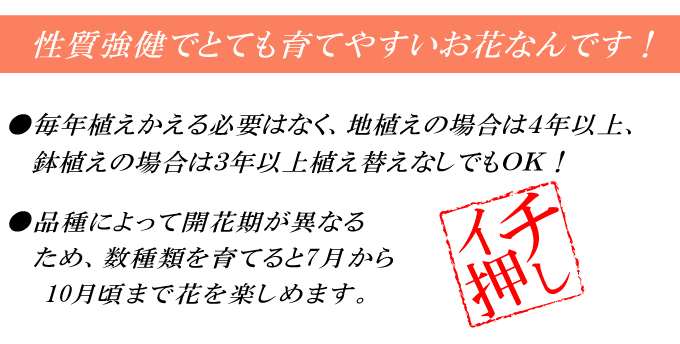 リコリス