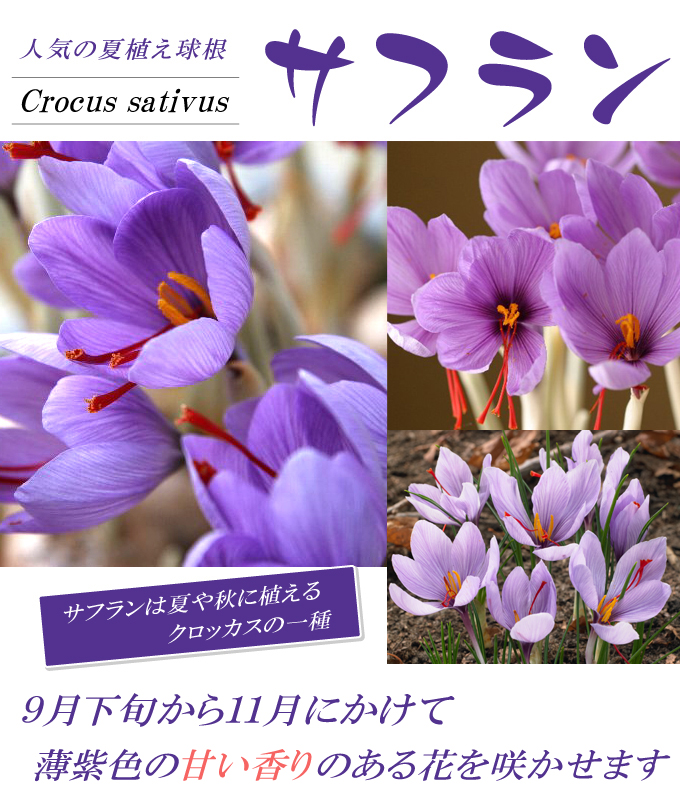 サフラン