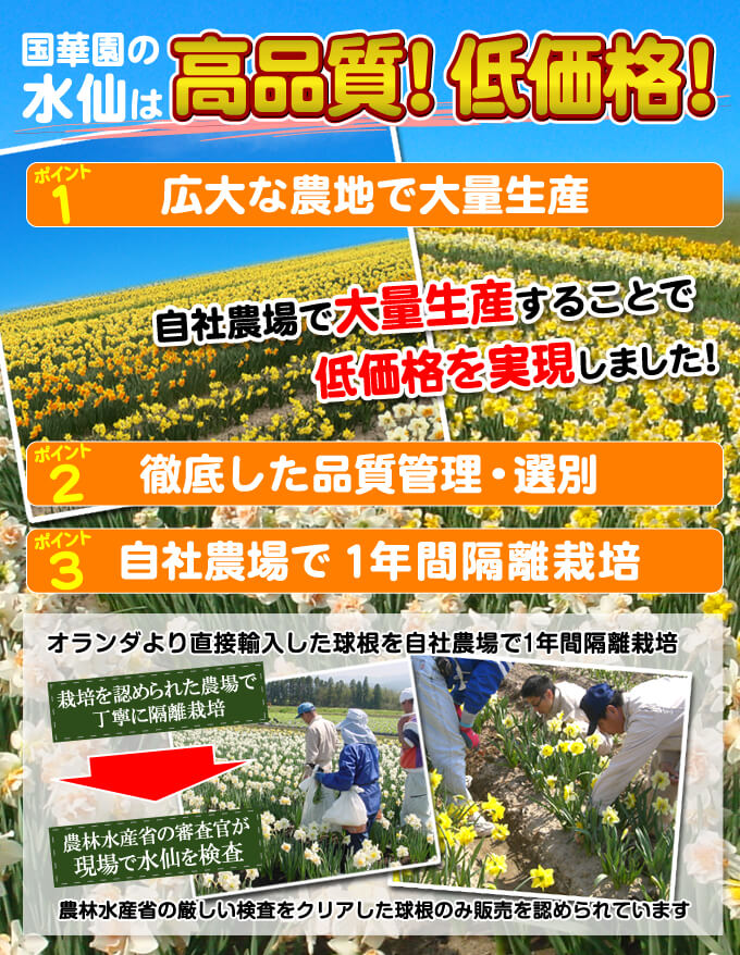 水仙