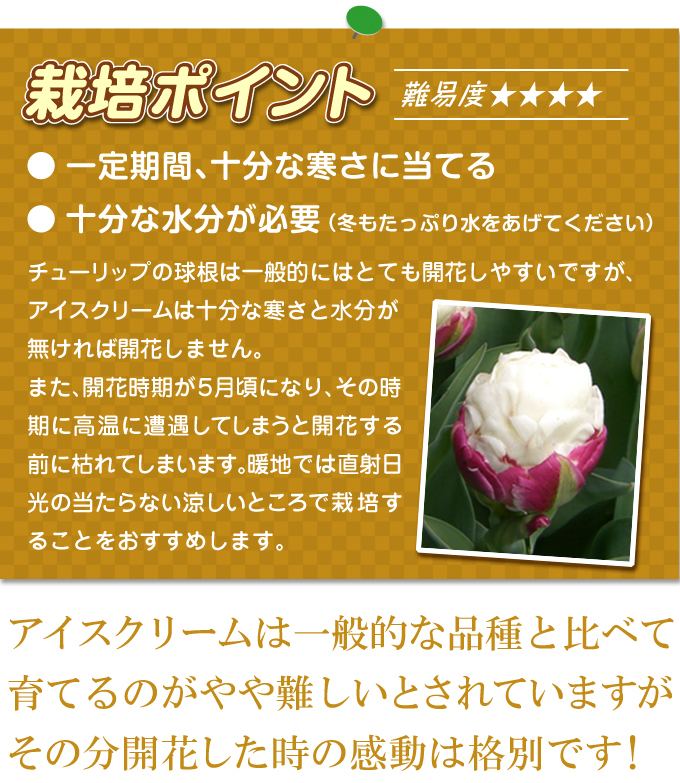 アイスクリーム