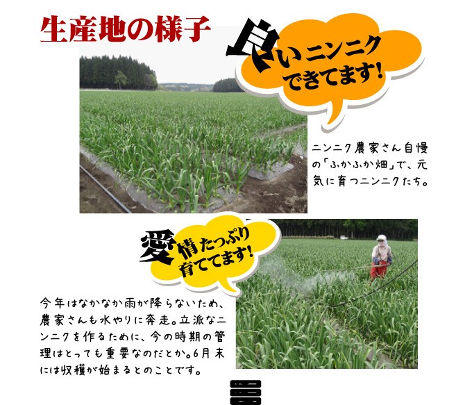 福地ホワイト六片