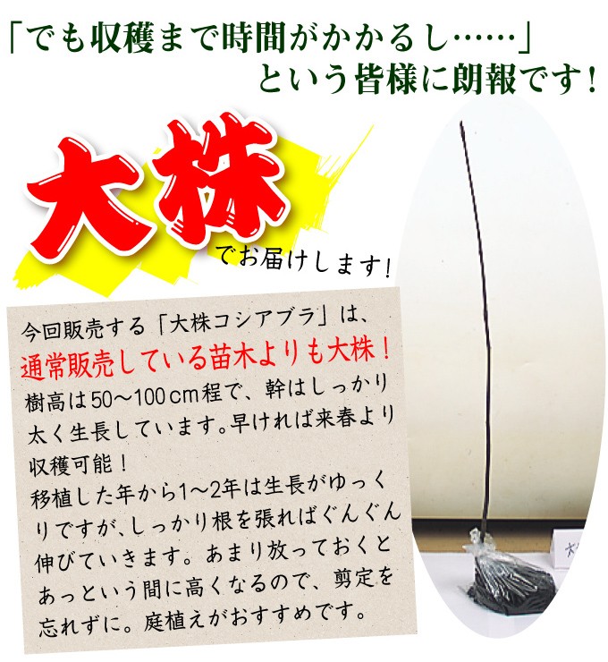 コシアブラ