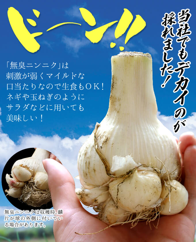 無臭ニンニク